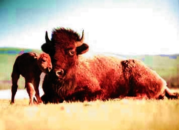 Buffalo mit Kalb
