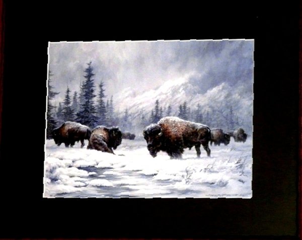 Bisons im Winter - Larry Fanning