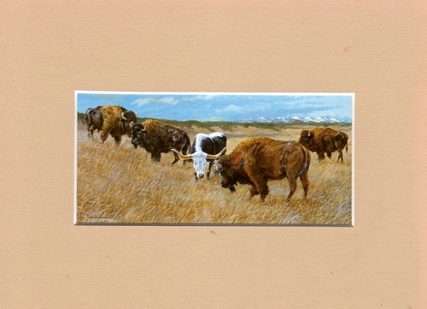Longhorn and Buffalos