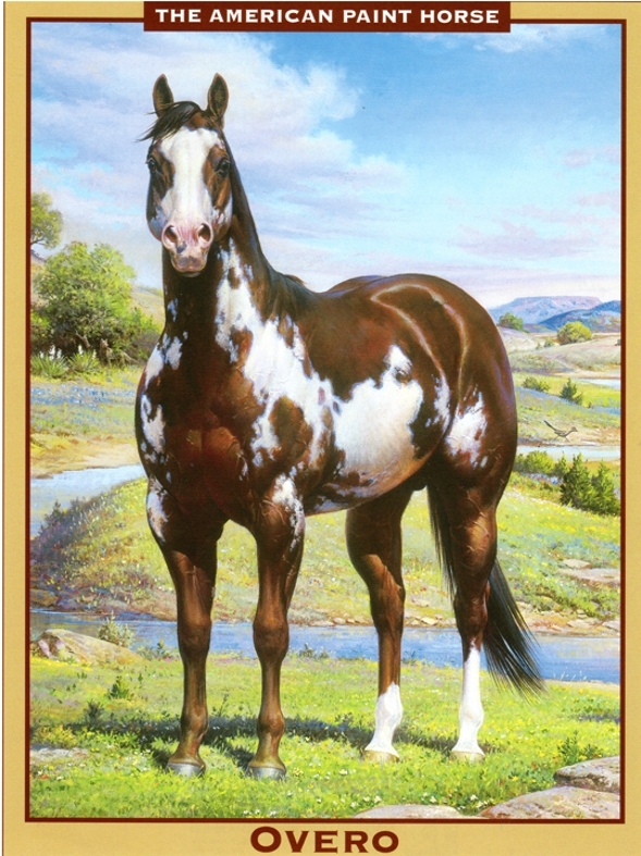 Paint Horse - Overo